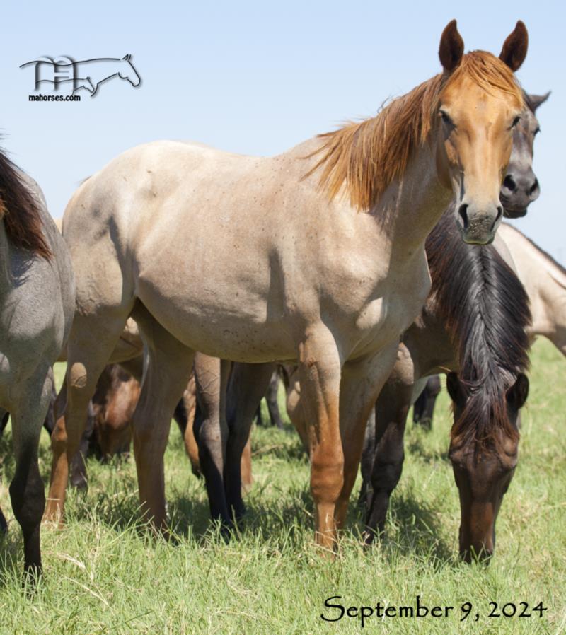 Annabone's 2023 Red Roan Colt